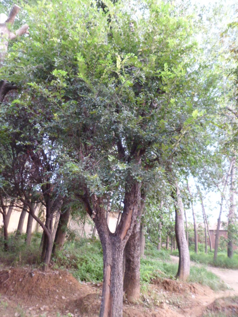 榉树实拍2