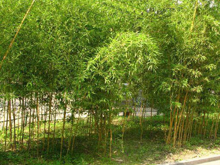 早园竹