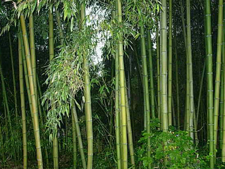 刚竹