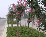 公路绿化