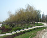 小区绿化