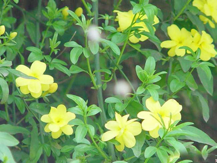 迎春花