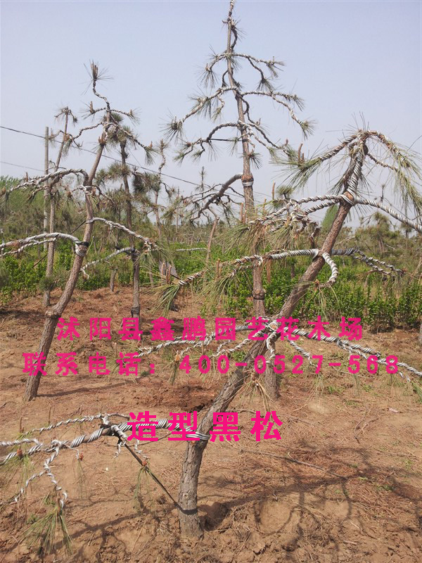 造型黑松