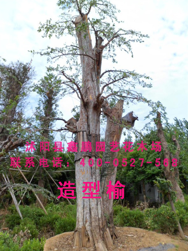 造型榆