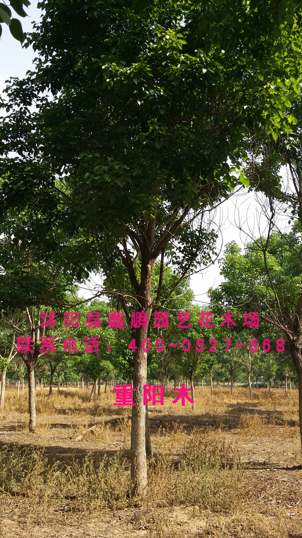 重阳木