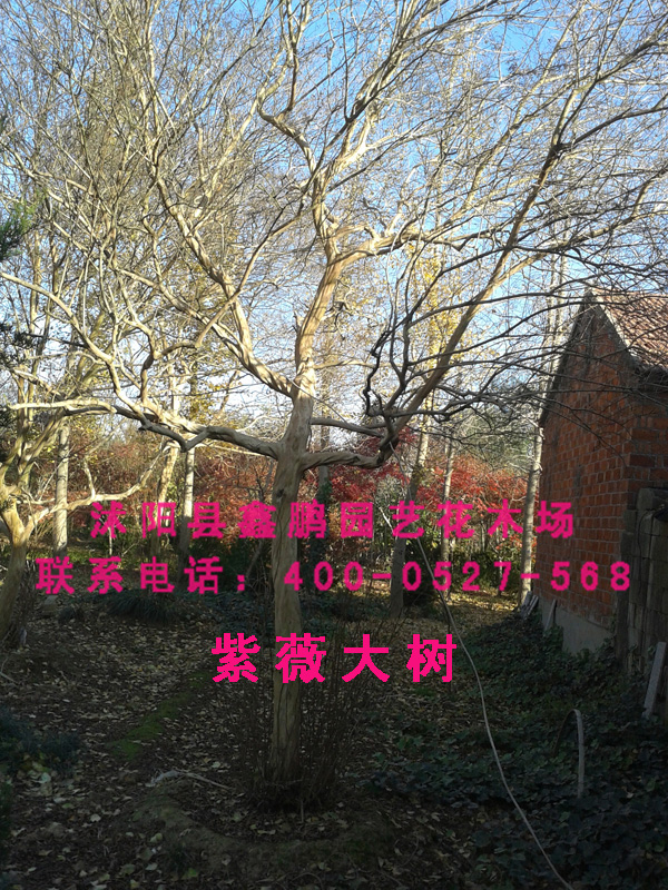 紫薇大树