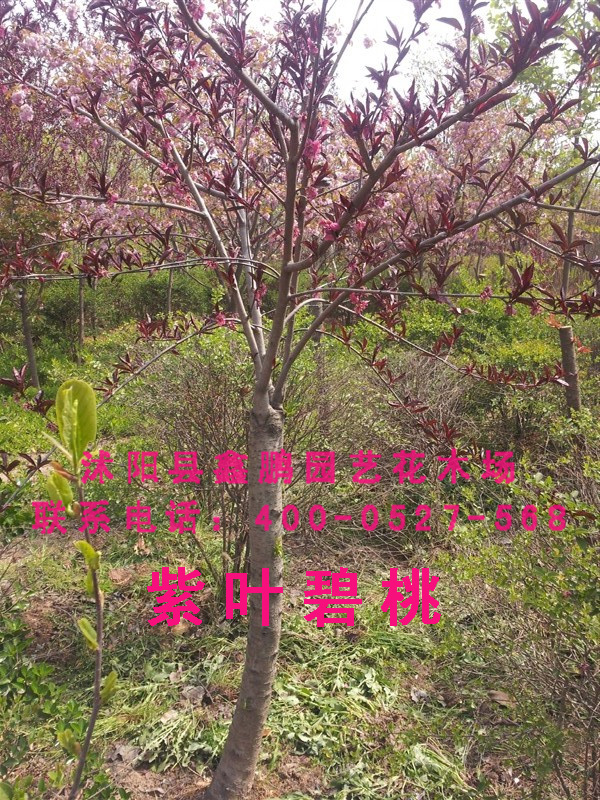 紫叶碧桃