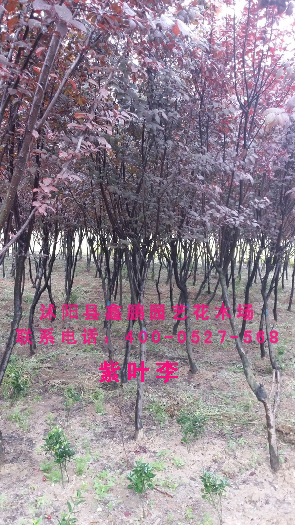 紫叶李