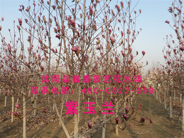 紫玉兰
