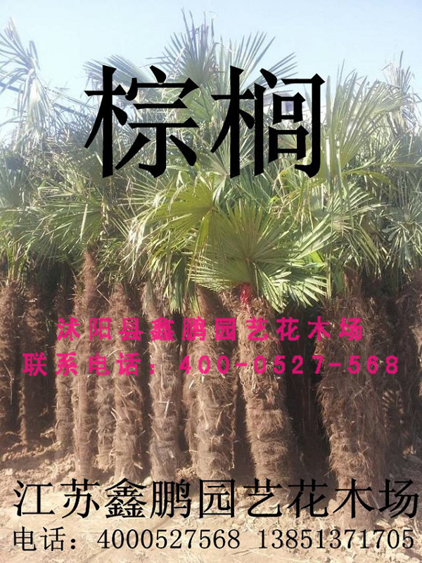 棕榈